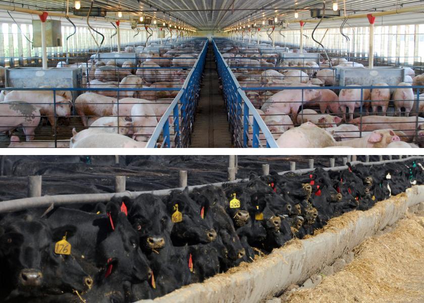 Automatic feeders on sale for beef cattle